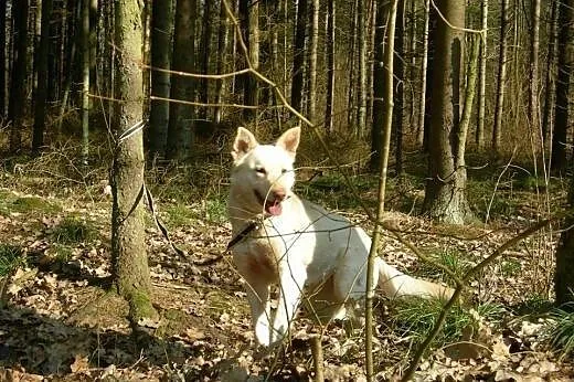 Suri - urocza sunia szuka odpowiedzialnego opiekun