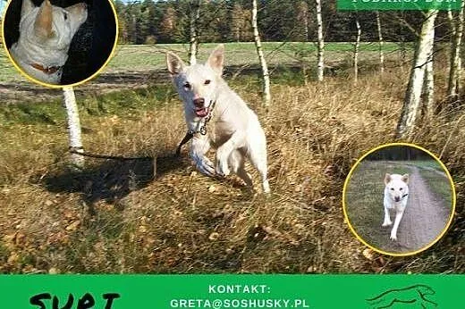 Suri - urocza sunia szuka odpowiedzialnego opiekun