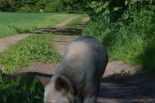 Suri - urocza sunia szuka odpowiedzialnego opiekun