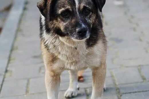 Milo - staruszek pilnie szuka domu.,  łódzkie Skie