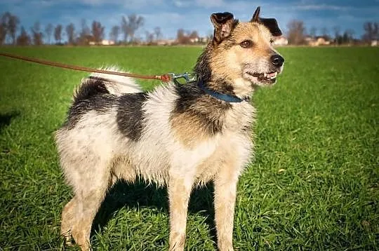 OTOZ Animals - SZAREK - wesoły psiak w typie fokst