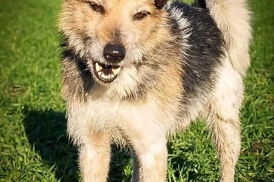 OTOZ Animals - SZAREK - wesoły psiak w typie fokst