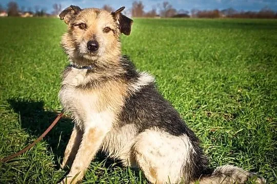 OTOZ Animals - SZAREK - wesoły psiak w typie fokst