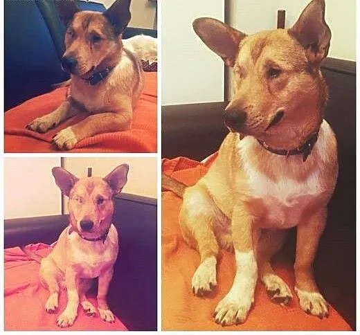 Przygarnij Baścika daj mu lepsze zycie :)), małop