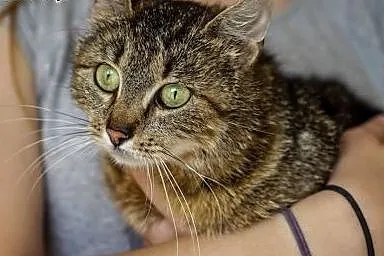 Kna,młoda kociczka o oryginalnym umaszczeniu,adopc