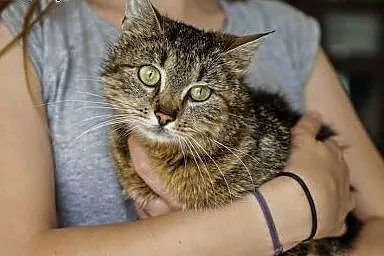 Kna,młoda kociczka o oryginalnym umaszczeniu,adopc