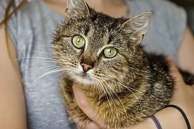 Kna,młoda kociczka o oryginalnym umaszczeniu,adopc