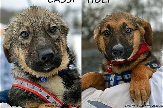 Cassi i Holi - trzymiesięczne siostrzyczki :),  warmińsko-mazurskie Olsztyn