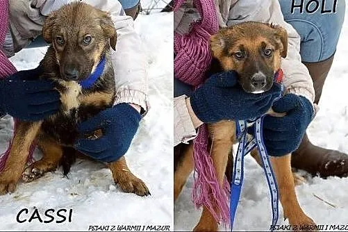 Cassi i Holi - trzymiesięczne siostrzyczki :),  wa