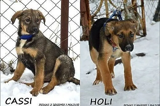 Cassi i Holi - trzymiesięczne siostrzyczki :),  wa
