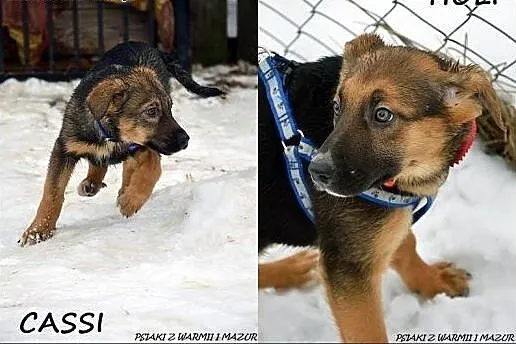 Cassi i Holi - trzymiesięczne siostrzyczki :),  wa