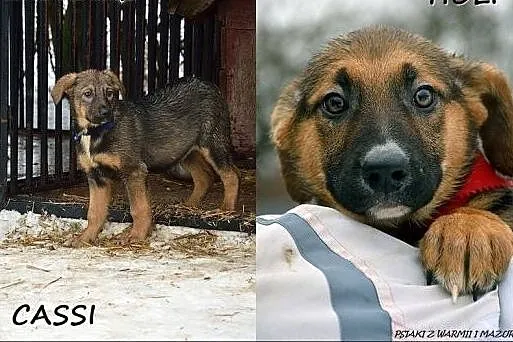 Cassi i Holi - trzymiesięczne siostrzyczki :),  wa