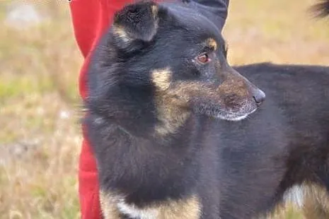 Irysek marznie w swojej zimnej, brudnej budce... C