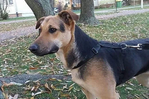 10-miesięczna sunia Tola, piękna i mądra szuka dom
