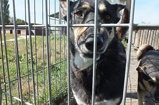 Ajsza- Suczka dla aktywnych osób,  Kundelki cała P