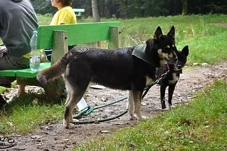Ajsza- Suczka dla aktywnych osób,  Kundelki cała P