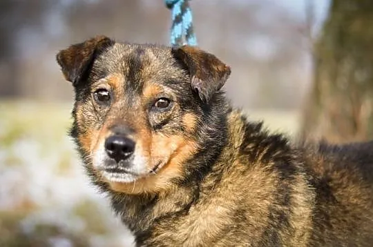 Adoptuj Szczęściarza
