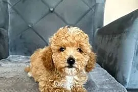 Szczeniaki Maltipoo