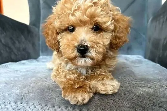 Szczeniaki Maltipoo, Świętokrzyskie, Kielce