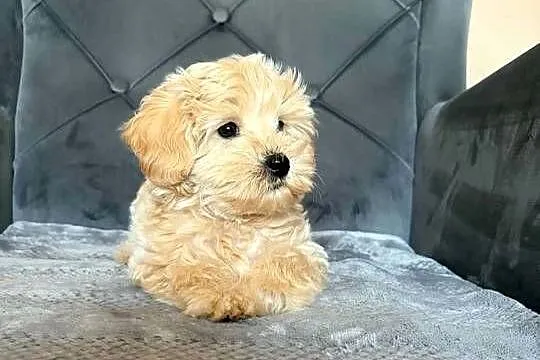 Szczeniaki Maltipoo, Świętokrzyskie, Kielce