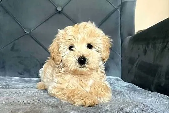 Szczeniaki Maltipoo, Świętokrzyskie, Kielce