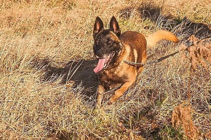 Fantastyczny OWCZAREK BELGIJKI MALINOIS Maniek szu