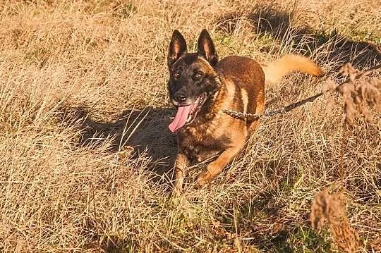 Fantastyczny OWCZAREK BELGIJKI MALINOIS Maniek szu
