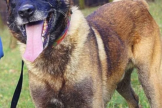 Fantastyczny OWCZAREK BELGIJKI MALINOIS Maniek szu