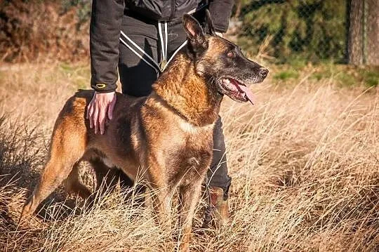 Fantastyczny OWCZAREK BELGIJKI MALINOIS Maniek szu