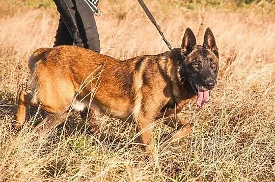 Fantastyczny OWCZAREK BELGIJKI MALINOIS Maniek szu
