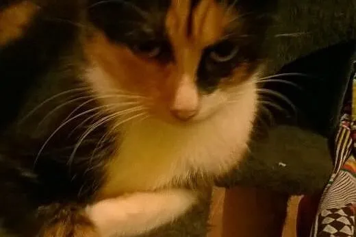 Kotka piękna trzykolorowa kochana Marlenka szuka d