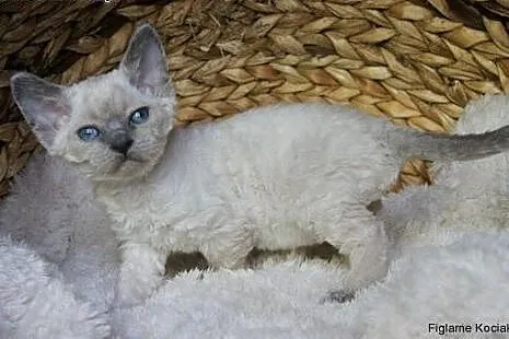 Śliczna niebieska kotka Devon Rex,  łódzkie Kutno