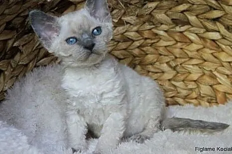 Śliczna niebieska kotka Devon Rex,  łódzkie Kutno