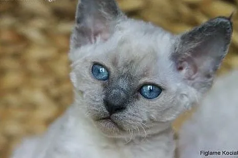 Śliczna niebieska kotka Devon Rex,  łódzkie Kutno