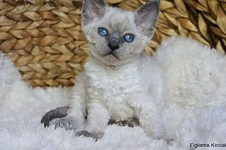 Śliczna niebieska kotka Devon Rex,  łódzkie Kutno