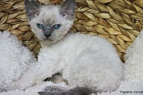 Śliczna niebieska kotka Devon Rex,  łódzkie Kutno