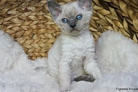 Śliczna niebieska kotka Devon Rex,  łódzkie Kutno