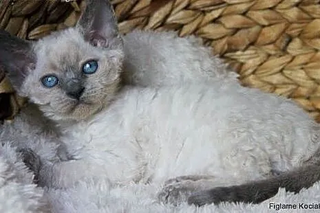 Śliczna niebieska kotka Devon Rex,  łódzkie Kutno