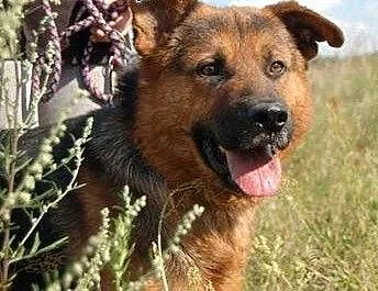 Zorro – czeka na dom i przyjaciela , ma