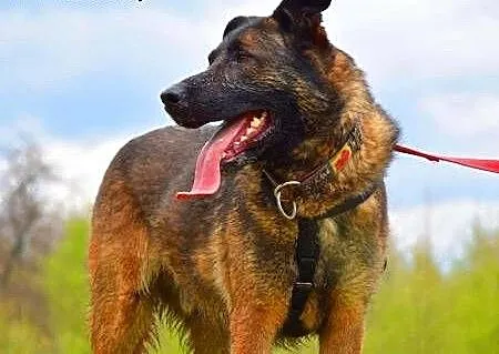 ARES - piękny, młody pies w typie owczarka belgijs
