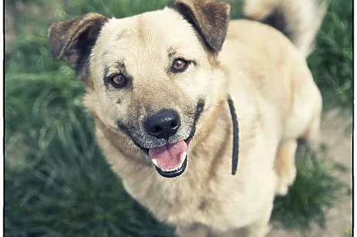 RUDOLF do adopcji :) Piękny pieszczoch :),  śląski