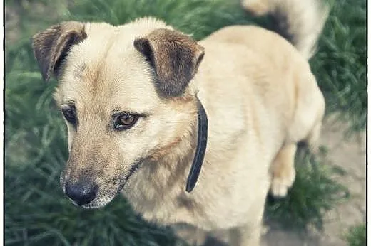 RUDOLF do adopcji :) Piękny pieszczoch :),  śląski