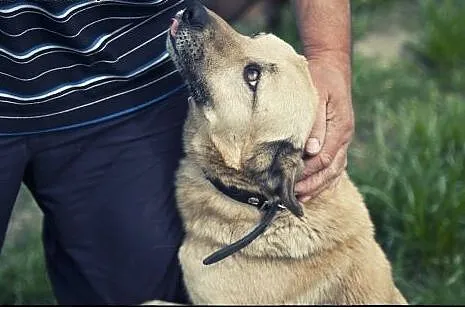 RUDOLF do adopcji :) Piękny pieszczoch :),  śląski