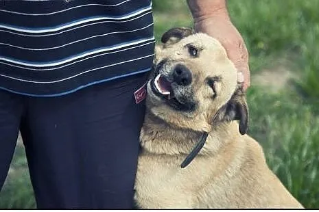 RUDOLF do adopcji :) Piękny pieszczoch :),  śląski