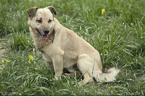 RUDOLF do adopcji :) Piękny pieszczoch :),  śląski