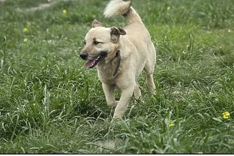 RUDOLF do adopcji :) Piękny pieszczoch :),  śląski