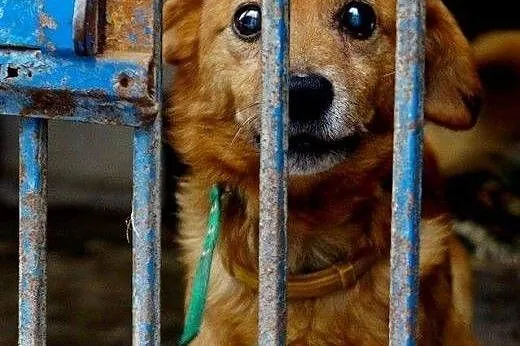 Luluś kocha ludzi i świat adoptuj go daj mu wspani