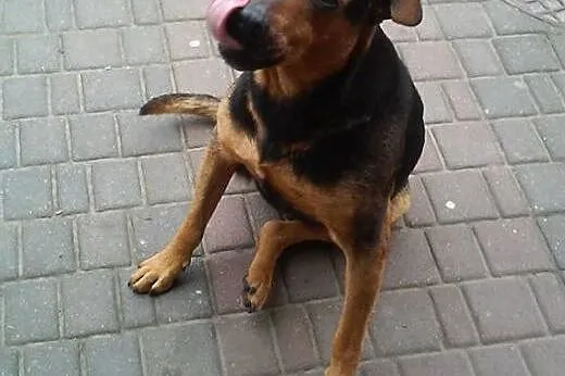 Misiek z osiedla szuka domu !!! Pilne,  mazowiecki