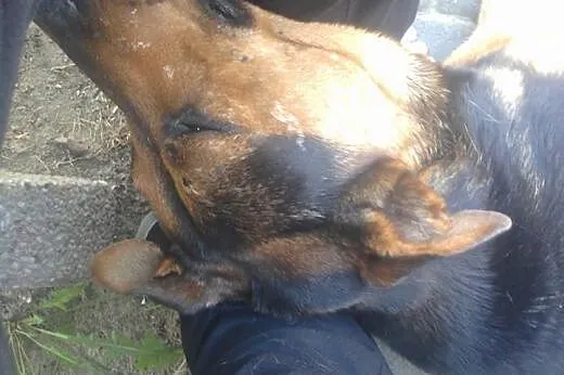 Misiek z osiedla szuka domu !!! Pilne,  mazowiecki