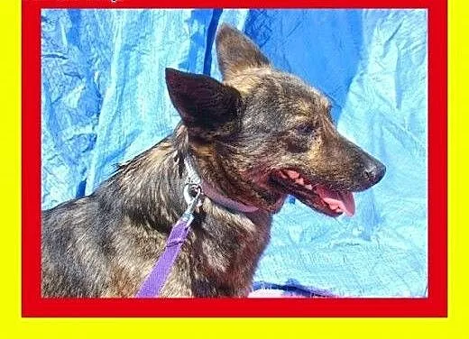 8kg,sympatyczna,pręgowana suczka na krótkich łapka